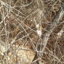 사니조아 이미지