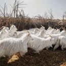 하루치즈 이미지