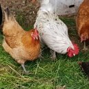 강진도깨비농장 이미지