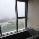 소노펠리체 델피노 이미지