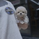 캣 앤 독 두드림 반려견 까페 | 신촌강아지분양, 우리 댕댕이 어디서 만나볼까?