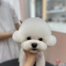 한국반려견연합학원 - 순천시 신대2길 6-55 | 한국반려견연합학원