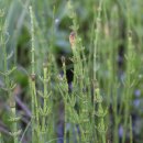 쇠뜨기 [Equisetum arvense L.] 이미지