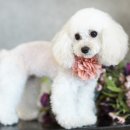 베베펫살롱 이미지