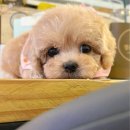 똥싼 강아지 이미지