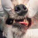 정샘동물병원 이미지