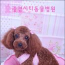 광명시티동물병원 이미지