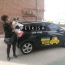 해피 펫 택시 이미지