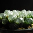 A0016 이미지