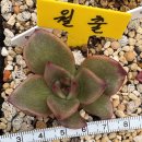 월출농장 이미지