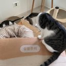 형제컴퓨터세탁소 | 이게 무슨 일이야? 집사템이 택배?냥집사 필수 미니 가전 “미닉스 미니 건조기”