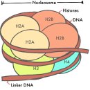 히스톤(HisTone) 이미지