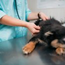 대우동물병원 이미지