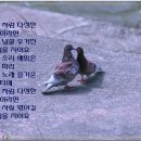 비둘기집 이미지