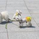 올리브 펫 이미지