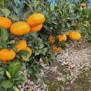 이미순농장 이미지