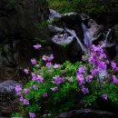 산철쭉(양산박 조천래) 이미지
