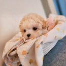 푸른들동물병원 이미지