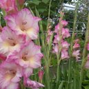 포도향기 이미지