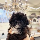 퍼피힐 강아지분양 이미지