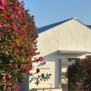 남원읍-65 | [실시간] 제주 동백포레스트 1월 27일 개화 현황 &amp; 딸기와플 솔직후기