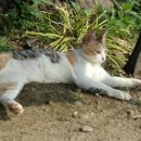 개스트하우스 이미지