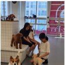 대구애견 이미지