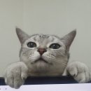 엑슬루 동물병원 이미지