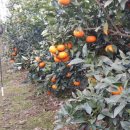 월광농원 이미지