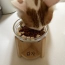 고양이물그릇 추천, 감성 우드인테리어 완성하는 예쁜 강아지밥그릇 감자 사용 후기