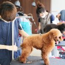 고려애견 이미지