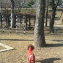 강아지놀이터 이미지