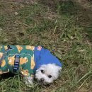 광광주유소 이미지