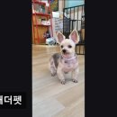 투개더 펫 네이버블로그