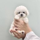 드림독 | 인천강아지분양 알아보다가 선택지에 올려둔 드림독 인천점 후기 🐶