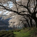 십리벚꽃길 Daum카페