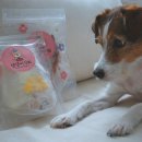 댕댕미식회 이미지