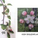 청송원예조경 | | 청송 해바람사과 7월 하순 농장 일상 | 조류퇴치, 갈색날개매미충, 미국선녀벌레 (사과없어요! 사과즙...
