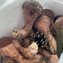 왕팜 | 버섯선물 🍄‍🟫 추천] 표고의 깊은맛과 송이의 쫄깃함을 동시에 💛, 유솔팜 참송이버섯 후기❗️(고급선물세트 ✅)