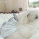 꼼지락 강아지 이미지