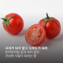 도마도 네이버블로그
