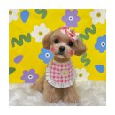 멍앤리치 이미지