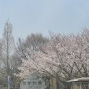 중앙공원 4지구 화장실 | 인천 벚꽃 명소 구월동 중앙공원 개화 04.03 위치, 주차, 사진 스팟, 러닝