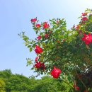 관악산 생태공원 Daum카페