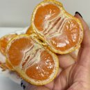 신진농장 | 달콤한 비타민 충전 유현이네감귤농장 제주도 노지 감귤 5kg