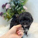 애니멀즈동물병원 이미지