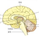 NOT 중에서 Deep Hidden Switching "Emotional Clearing" =＞ 뇌들보 이미지