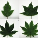 당단풍나무(Manshurian Fullmoon Maple) 이미지