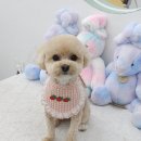 섬댕 강아지 미용실 네이버블로그