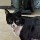 멍뭉호텔 | 하이난 싼야,SANYA : 싼야 맛집, 제일야시장, 이헝야시장, 코코몽거리